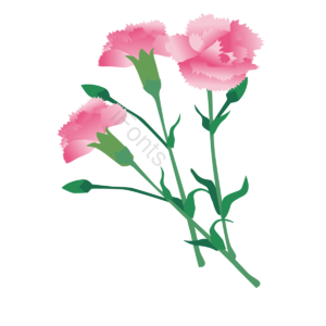 康乃馨 母亲节 粉红色 花 微卫星 花矢量 粉红色矢量 高清花