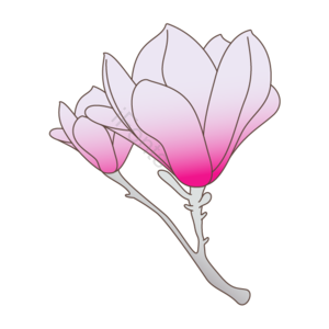 玉蘭花 春天 漸變色 粉色 春季