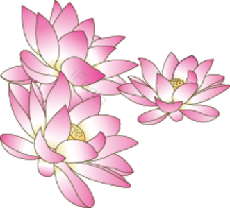 夏季 荷花 蓮花 盛開 生機勃勃