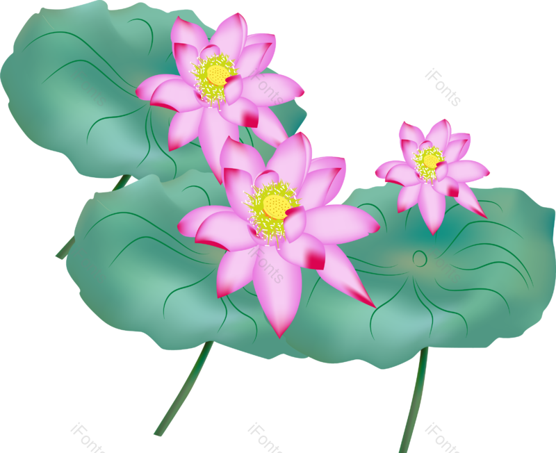 清新图片,荷花元素,夏天PNG,粉红色免抠素材