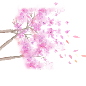 花 樱花 桃花 花瓣 花瓣雨 树枝 春 春天