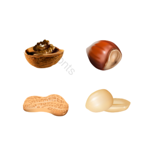 PSD PNG 向量 坚果 餐饮 花生 核桃 板栗