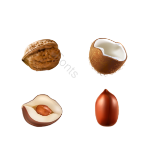 PSD PNG 向量 坚果 餐饮 花生 核桃 板栗