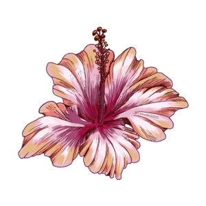 红色  花束  彩色的花朵  盆栽  罐  花卉  花瓣  水彩画