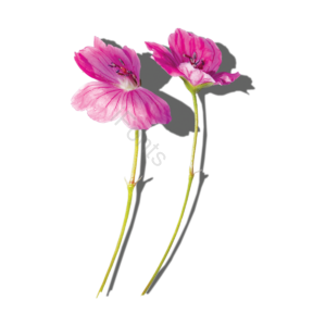 红色  花束  彩色的花朵  盆栽  罐  花卉  花瓣  水彩画
