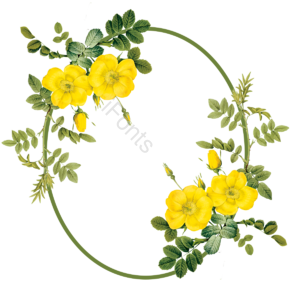 彩色绚丽 花礼 装饰画 植物类 树叶树叶植物绿色绿植 美美哒 季节 季节背景