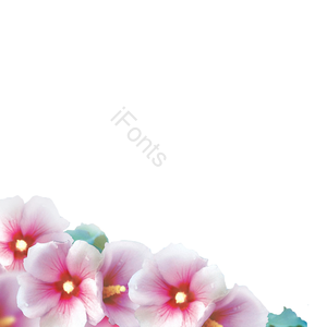 花 鲜花 花朵 木槿花 素材
