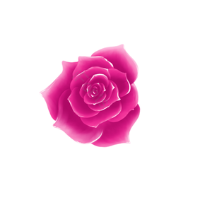 玫瑰花 玫红色 娇艳 层次 花朵