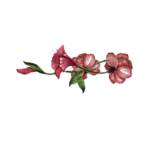 柔美 植物 勃艮第 花枝 侧写 手绘 简约 唯美