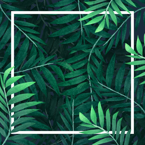 独创性 叶 植物学 热带植物树木 绿色 背景 文框 棕榈叶边框