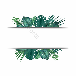 棕榈叶 植物学 植物边界 热带 热带植物树木 绿色 植物 棕榈叶