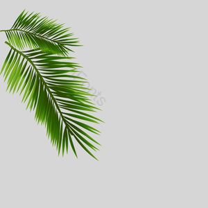棕榈叶 植物学 植物边界 热带 热带植物树木 棕榈叶 热带的