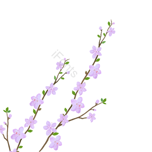 春天 秀丽 清新 桃花枝 桃花 春暖花开 写实 花骨朵