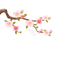 典雅 清丽 清新 桃花 桃花枝 花骨朵 写实 春天