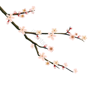 桃花 桃花枝 秀丽 花 树枝 花骨朵 装饰 点缀