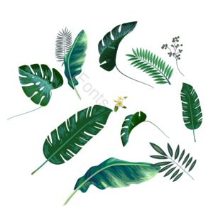 绿色 小清新 树叶 植物 元素