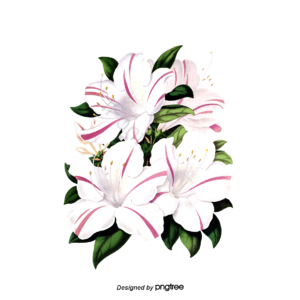 清新 植物 花朵 绿叶 设计元素 插画