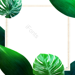 刀片 植物学 苍白 绿色 文框 叶剪贴画 帧剪贴画 边框剪贴画
