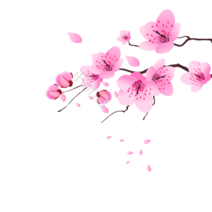 樱花 花瓣 花朵 春天 春季 粉色 唯美 日式
