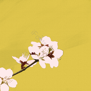 樱花 白色 简单 绿色 背景 樱桃剪贴画 樱花 樱花季