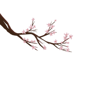 简洁 粉色 樱花 花朵 树枝 插画 元素 卡通