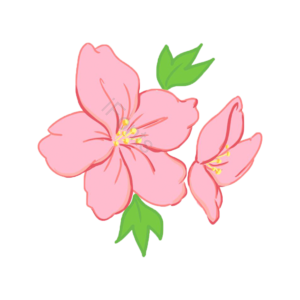 春季 花卉 樱花 粉色 少女 开花 可爱 树叶
