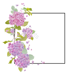 叶 复古的 春天立春 紫色 绣球 花丛花卉植物 文框 荚