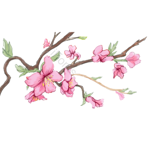 手绘 春天 叶子 樱花 粉色 树枝 春 桃花