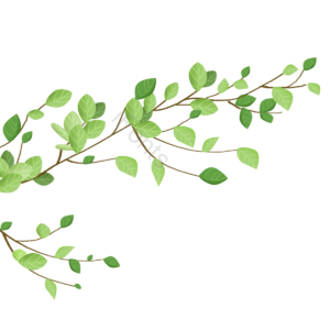 树叶 树枝 叶子 树 手绘 植物 热带植物 春季插画