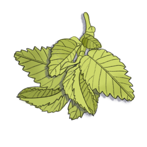 叶子 绿色 季节 元素 插画 春季 植物 生机