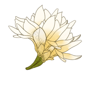晋升 可爱 性质 手绘 插画 春天 春季游 植物