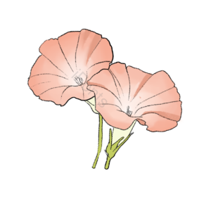 春季 植物 花 牵牛花 喇叭花 清新 可爱 手绘