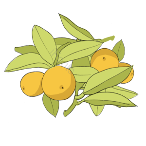 阳光 植物 春季 生机 浪漫 礼物 春游 郊游