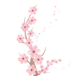 淡雅 樱花 古朴 简约 插画 清新 春节 植物