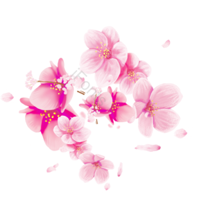 质感 生动 樱花 春节 花瓣 植物 清新 手绘