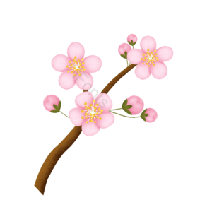 樱花 花苞 花枝 花朵 手绘 插画 粉色 清新