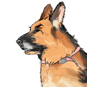 德国 牧羊犬 德牧 手绘 元素 插画 可爱 帅气