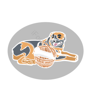 德犬 牧羊犬 德国 白边 骨头 篮子 灰色 黄色