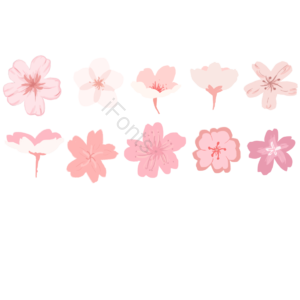 樱花 组合 花瓣 手绘 日本 粉色 白色 春季