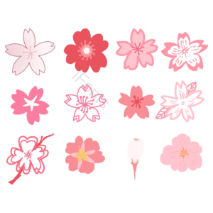 中风 樱花 白色 粉 红色 花瓣 樱桃剪贴画 樱花