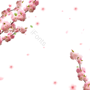 樱花 花瓣 树枝 春 春天 元素 背景 装饰