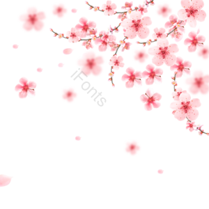 花瓣 粉色 浪漫 樱花 春 春天 立春 桃花