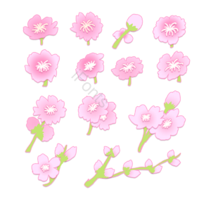 樱花 樱花 多朝向 多形态 手绘 美丽 樱花集合 樱花季