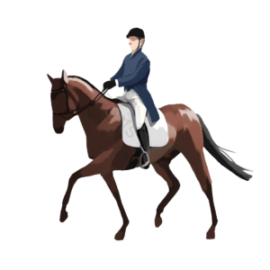 奥运会 绳 英国 运动 马术 骑士 骑士 骑术