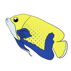 海洋 简约 手绘 卡通 鱼类 生物 海鱼 鱼
