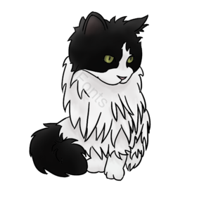 手绘猫 猫 黑白猫 坐着的猫 长毛猫