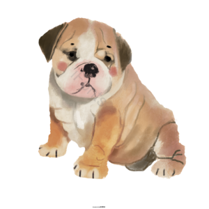 英国斗牛犬 手绘插画 水彩风格 动物 宠物 狗