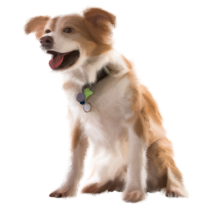 狗狗 犬 毛绒 忠诚 宠物 动物 伙伴 海报