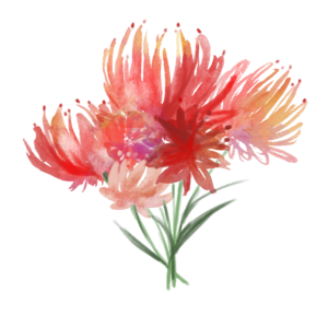 花 鲜花 花朵 花卉 植物 春天 清新 彼岸花