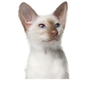 猫 猫咪 白色猫咪 猫科动物 宠物 动物 可爱 乖巧